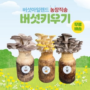 버섯키우기, 금빛+느타리+고기, 1세트