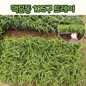 맥문동 트레이묘(105구) / 노지월동 상록식물 / 조경식물, 1개