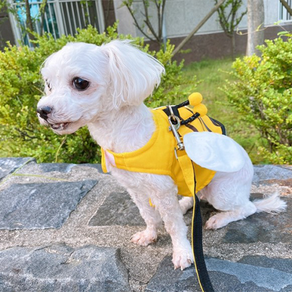 댕냥펫 강아지 꿀벌 하네스 소형견 새끼강아지 찍찍이 가방 하네스 리드줄 포함, L, 1개