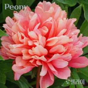 작약(Peony) 숙근 입고 로렐라이(2~3촉) 금강원예, 1개