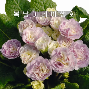 발레리나앵초 핑크샴페인 [1포트 복남이네야생화 모종 앵초 프리뮬라 primula]