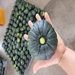 [순차출고중] 제주 미니 단호박 밤호박 보우짱, 1개, 3kg, 특품
