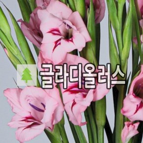 글라디올러스 꽃구근 썸머러브 15개묶음, 15개