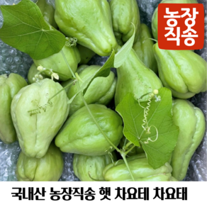 국내산 농장직송 햇 차요테 차요태 불수과 악어배 청차요테, 1개, 10kg