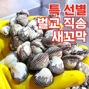 오복이네 벌교 꼬막 산지직송 생물 새꼬막 대사이즈, 1개, 1kg