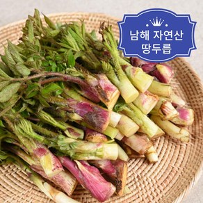 산지직송 남해자연산 땅두릅, 1개, 1kg