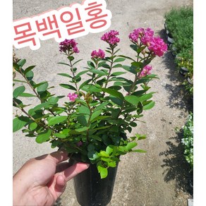 목백일홍 배롱나무/나무에서 꽃이 100일 동안 핀다고 해서 목백일홍