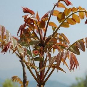 [나무의모든것] 참가죽나무묘목 상묘 판매중, 1개