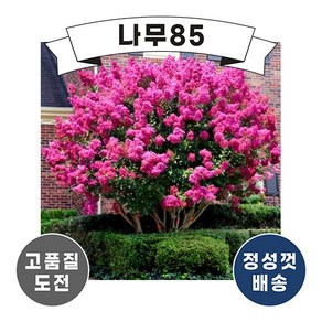 (나무85) 핑크벨루어 삽목2년 (2주 묶음), 1개