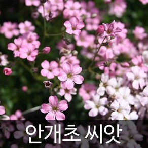 핑크 안개초 씨앗 안개꽃 씨앗 꽃씨 꽃씨앗 100알