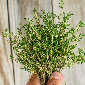 타임 허브 생잎 100g (thyme) 향신료 붉은색, 2개