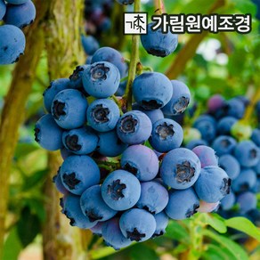 블루베리나무 블루베리 묘목 유실수 가림원예조경