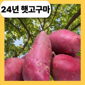 [24년 진짜 햇밤고구마] 밤맛나는 타박한 밤고구마 특상 10kg 5kg