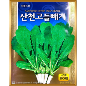 토종 고들빼기 씨앗 왕 꼬들빼기 씨 종자 5천립 한국채종, 1개