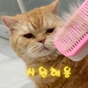 비다앤코 애완동물 고양이 강아지 원터치 브러쉬 마사지 빗, 1개, 블루