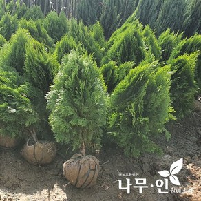 [나무인]황금측백나무 키40cm, 1개