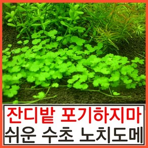 수초하우스) 암브리아(급성장종), 5개