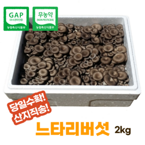 [산지직송]무농약느타리버섯2kg(무료배송)