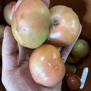 단짠단짠 대저토마토 못난이 가정용 2.5kg(크기랜덤), 1개, 2.5kg