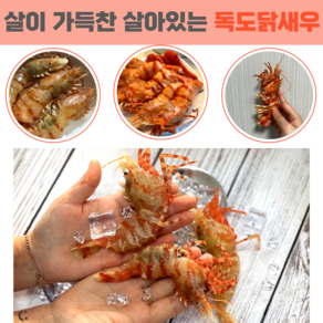 당일조업 산지직송 자연산 활 독도새우 꽃새우 닭새우 300g 500g 1kg, 활 독도닭새우 300g, 1개