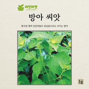 다농 방아 씨앗 1g, 1개