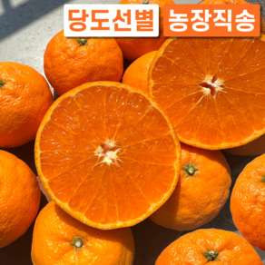 제주 카라향 17bix 농장직송 가정용, 1박스, 3kg (가정용)