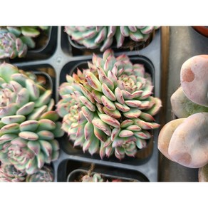 [엘농원]마르셀 다육 선별 분채, 1개, 혼합