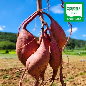 해남 황토 맛있는 밤고구마(햇), 1박스, 10kg(중상)