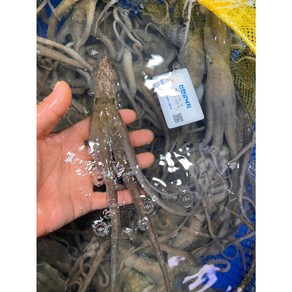 국내산 해감 뻘낙지 목포 세발낙지 산소포장 1박스, 1개, 소낙지 (약 70~80g) 5마리