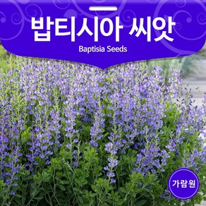 밥티시아 씨앗 꽃씨 꽃씨앗 야생화 종자 정원 1g, 1개