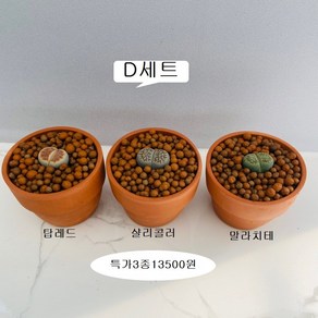 산아래 다육이 선인장 리톱스 코노피튬 미니화분 식물 선물 농장 원예 희귀식물 화분, D, 1개