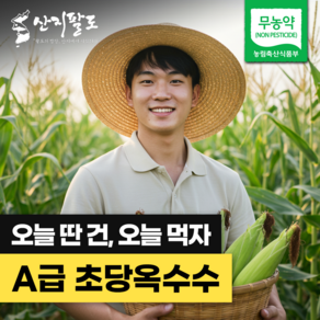 [산지팔도] 대한민국 초당 옥수수 고당도 단맛 품종 옥수수 19브릭스 이상 100% 품질보증, 1박스, 특품 (14cm 이상) / 5개입