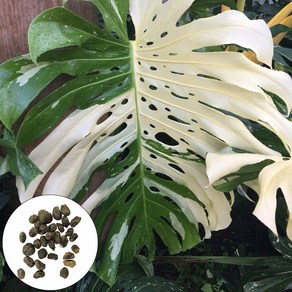 50 Pcs/Bag Monstera 씨앗 잘 적응 된 장식