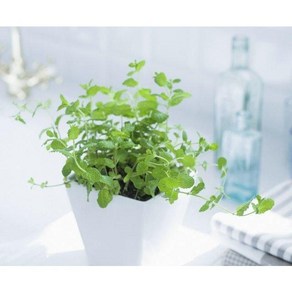 [모야모 허브] 노지월동 레몬밤(Lemon Balm) 씨앗 30립, 1개, 소포장 30립