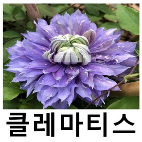 레이먼드 클레마티스 큰꽃으아리 디아만티나 포트묘, 1개