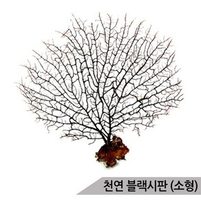 블랙시판(소)/바다산호초/10~15cm/소라게/어항장식, 1개