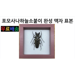 곤충표본 곤충 영양하늘소 포모사나하늘소붙이 표본, 1개