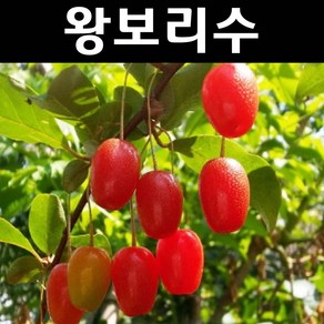 왕보리수 나무 묘목 삽목2년 뿌리묘1개/유실수 과실수, 1개