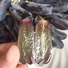 탱글탱글한 달콤함 씨없는 블랙사파이어포도, 1개, 2kg