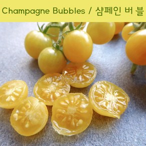 샴페인버블 Champagne Bubble Chey 달콤한 희귀토마토 교육 체험용 세트