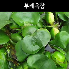 [수초아쿠아] 부레옥잠 / 초보수초 부상수초 구피 어항, 3개