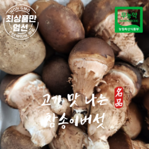 고기처럼 쫄깃한 무농약 참송이버섯 가정용, 1kg, 1개