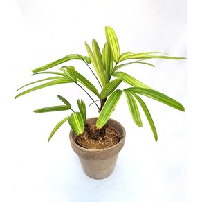 서황금 무늬관음죽 인테리어 플랜테리어 Rhapis excelsa variegata 무호화훼