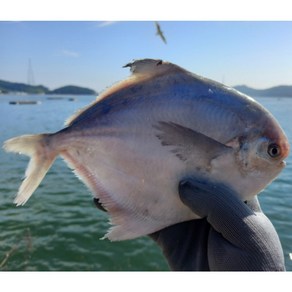 [구이 조림] 국내산 최상급 생물 병어 가정용 식당용 업소용, 1개, 1kg(8미 내외)