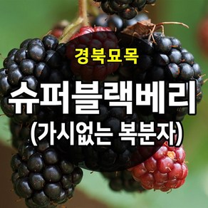 [경북농원] 슈퍼블랙베리(가시없는 복분자) 1-2년생, 슈퍼블랙베리, 1000개, 슈퍼블랙베리(가시없는 복분자) 2년생