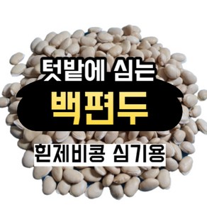 백편두 심는법 흰까치콩 흰제비콩 소매 소주 한컵 약 100알, 심는용, 1개, 500g