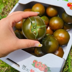 흑토마토 쿠마토 블랙토마토 흙토마토 검정토마토 못난이흑토마토 기스흑토마토 가정용흑토마토, 1박스