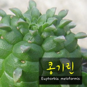 공기린 (귀청옥 만청옥 콩기린) 지름 9cm 소품 다육화분