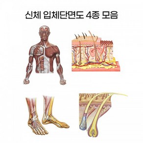 아이샵오픈 신체단면 입체단면도 4종모음 입체단면도 피부단면도 발단면도 모발단면도 병원 관리샵 - 한국, 옵션04.두피모공입체단면도, 1개