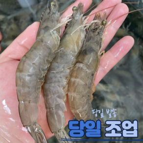 [당일조업] 국내산 활새우 왕새우 흰다리새우, 1세트, 1kg(40미 내외)